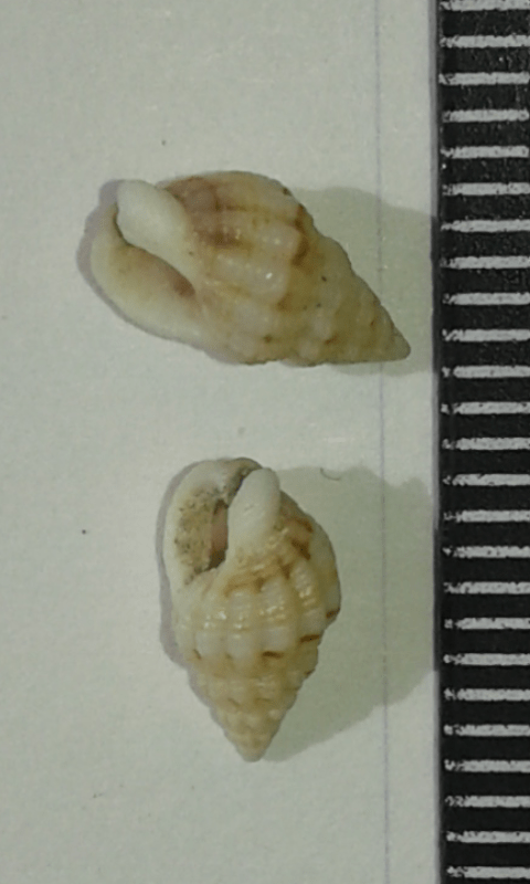 Nassariidae : Nassarius da ID